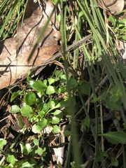 Viola cleistogamoides