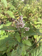Koenigia polystachya