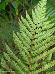 Polystichum parvipinnulum