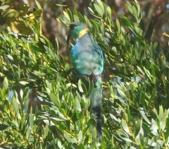 Barnardius zonarius
