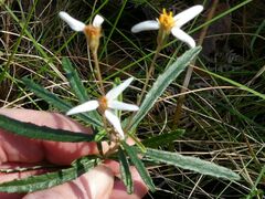 Olearia erubescens