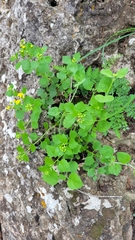 Perityle lindheimeri