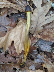 Tolypocladium longisegmentatum