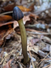 Tolypocladium longisegmentatum