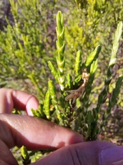 Passerina