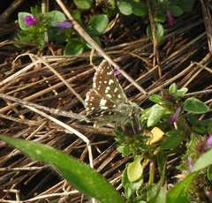 Spialia galba