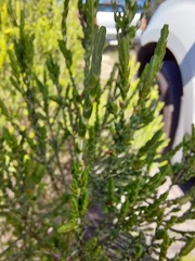Passerina