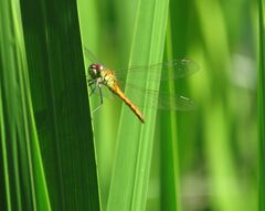 Sympetrum depressiusculum