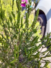 Passerina
