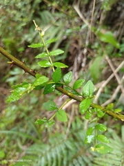 Zanthoxylum scandens