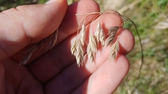 Bromus kalmii