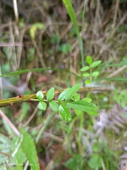 Zanthoxylum scandens