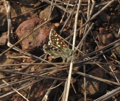 Spialia galba