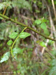 Zanthoxylum scandens