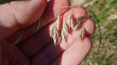 Bromus kalmii