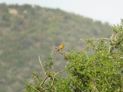 Emberiza flaviventris