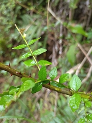 Zanthoxylum scandens