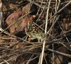Spialia galba