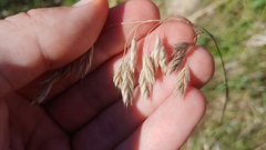 Bromus kalmii