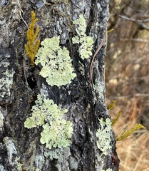 Arceuthobium littorum