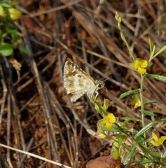 Spialia galba