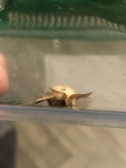 Malacosoma californica