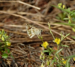 Spialia galba