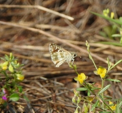 Spialia galba