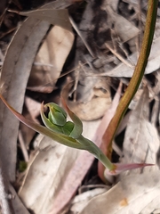 Calochilus