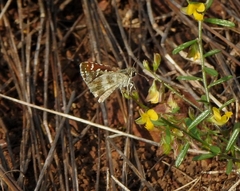 Spialia galba