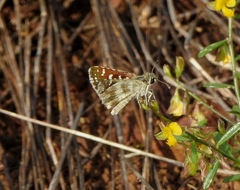 Spialia galba