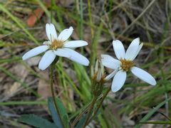 Olearia erubescens