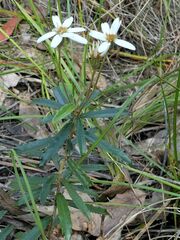 Olearia erubescens