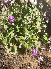 Pericallis tussilaginis