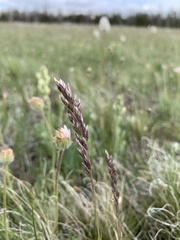 Poa cusickii pallida