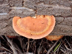 Trametes coccinea