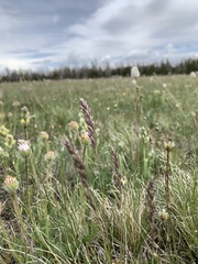 Poa cusickii pallida