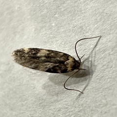 Oegoconia novimundi