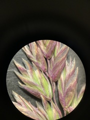 Poa cusickii pallida