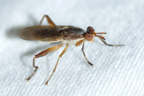 Sepedon armipes