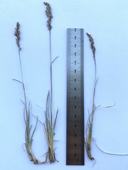 Poa cusickii pallida