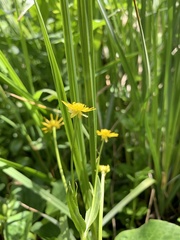 Ranunculus alismifolius montanus