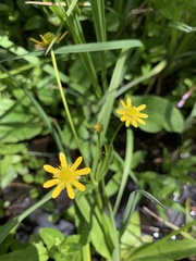 Ranunculus alismifolius montanus