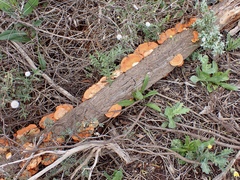 Trametes coccinea