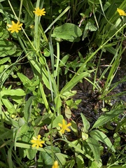 Ranunculus alismifolius montanus
