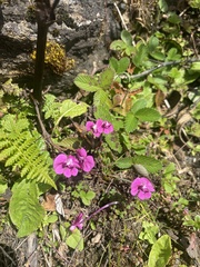 Pedicularis siphonantha