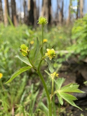 Ranunculus uncinatus