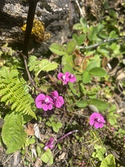 Pedicularis siphonantha