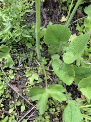 Ranunculus uncinatus