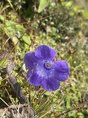 Cyananthus lobatus